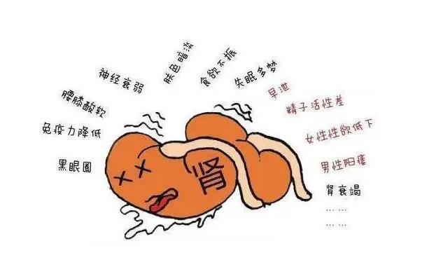 肾虚怎么调理？做到这5个，让你的肾强壮起来 - 吾享客