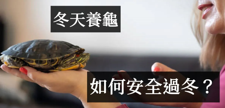 冬天怎么养乌龟？ 冬天养乌龟的7个技巧 - 吾享客