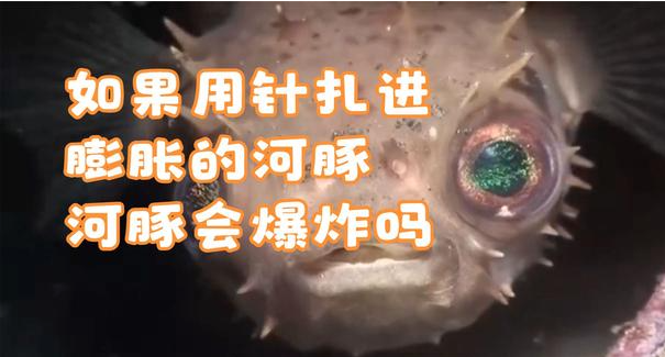 如果用针扎进膨胀的河豚，河豚会爆炸吗？ - 吾享客