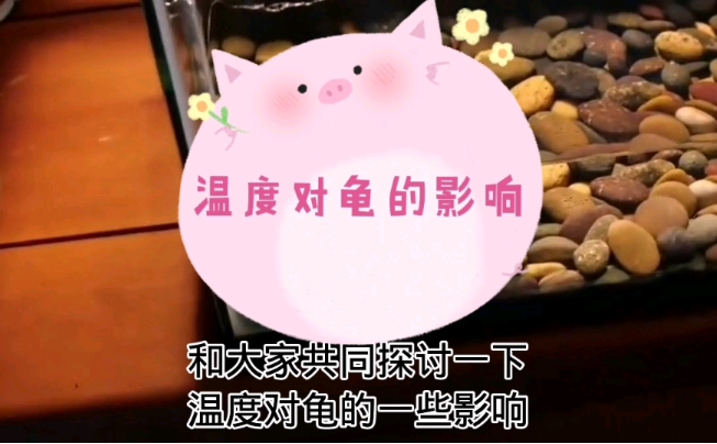 温度会影响龟的性别吗？ - 吾享客