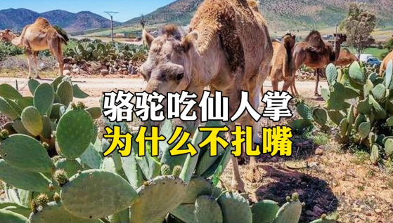为什么骆驼吃仙人掌不怕扎嘴？ - 吾享客