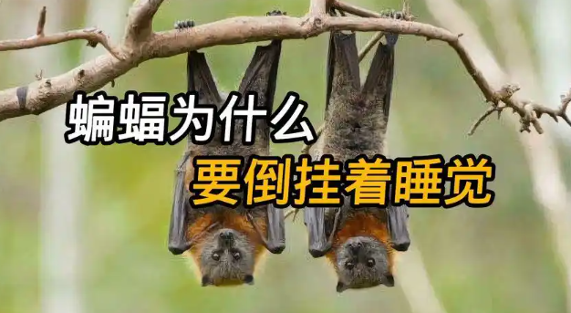 为什么蝙蝠要倒着睡觉？ - 吾享客