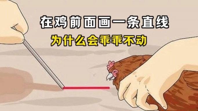 为什么在鸡面前画条直线，鸡会晕？ - 吾享客