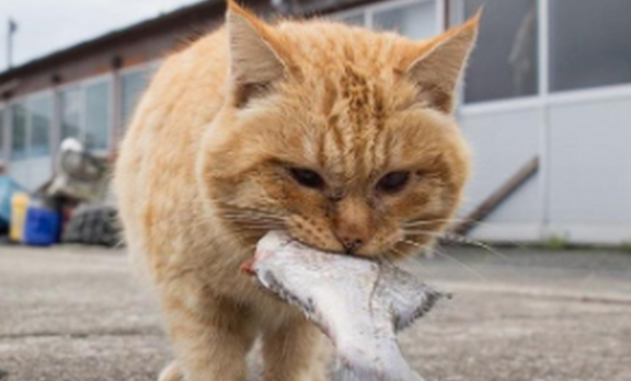 猫为什么喜欢吃鱼？猫不怕鱼刺？ - 吾享客