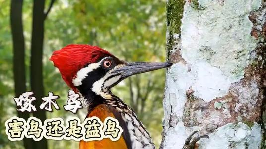 啄木鸟是不是益鸟？ - 吾享客