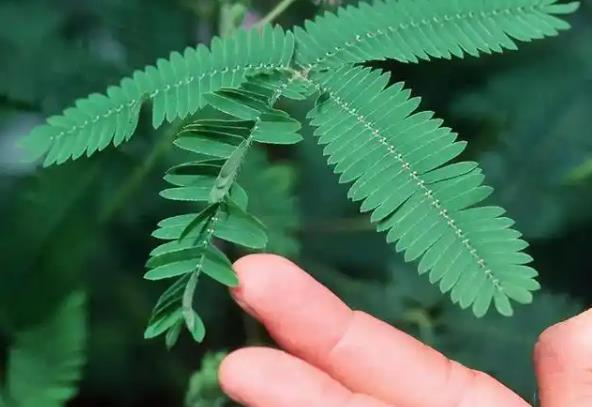 如果一直用手戳含羞草会怎么样？ - 吾享客