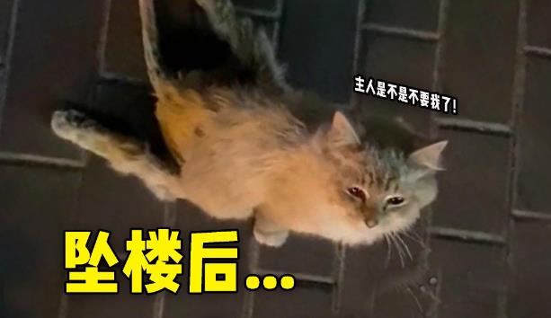 为什么有些猫坠楼不会死？ - 吾享客