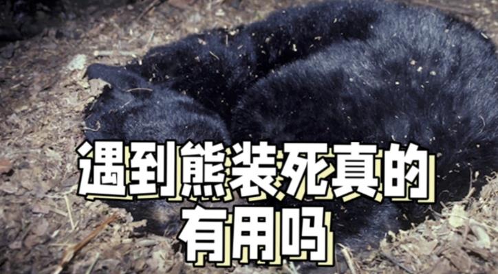 遇到熊装死有用吗？ - 吾享客