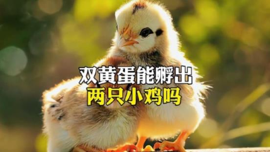 双黄蛋能孵出两只小鸡吗？ - 吾享客