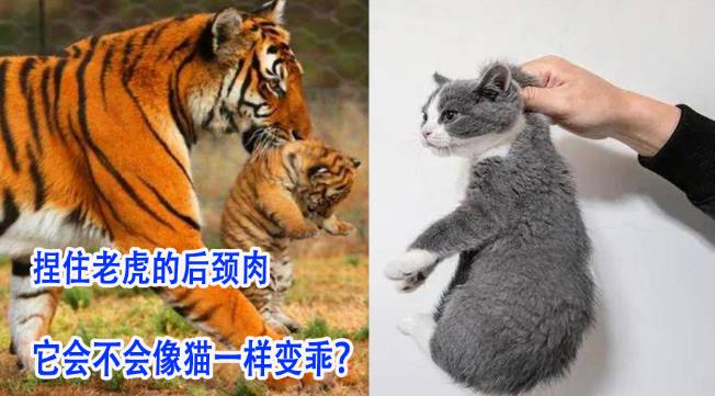捏住老虎后颈，会像猫咪一样变乖吗？ - 吾享客